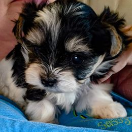 Biewer Terrier Puppies from Imperial BabyDoll Biewers