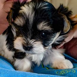 Biewer Terrier Puppies from Imperial BabyDoll Biewers