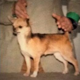Yoyo - Chihuahua