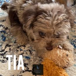 Tia - Red merle female Aussiedoodle puppy in Knoxville, Tennessee from Legacy Farm