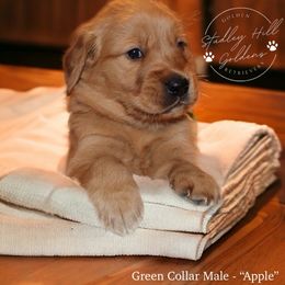 Golden Retriever Puppies from Studley Hill Goldens, LLC.