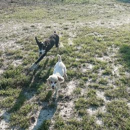 Fallen - Sheepadoodle