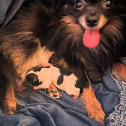Zorra - Pomeranian
