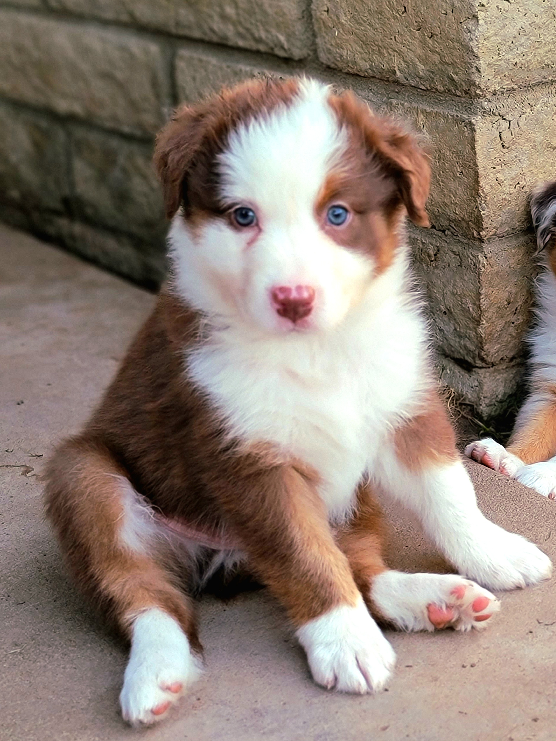 DIESEL - Red tri-color Australian Shepherd puppy in Glendale, Arizona from Kerr Aussies
