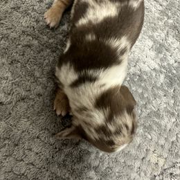 Dapple girl - Dapple female Dachshund puppy in Buckeye, Arizona from Ryder's Roundup