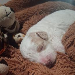 Harmony - White female Shihpoo puppy in Macon, Georgia from Shipoo Lane