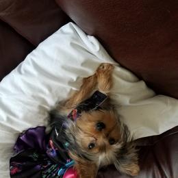 Cherry - Yorkshire Terrier