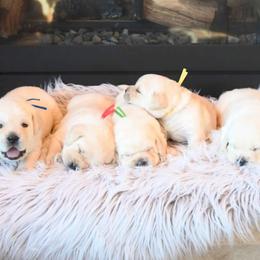 MALE Pick 5 - Yellow male Labrador Retriever puppy in Pasco, Washington from ROCK CREEK LABRADORS