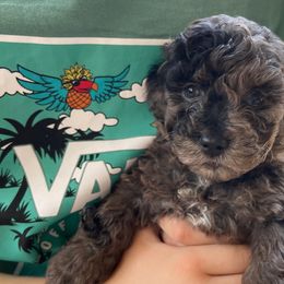 Cockapoo Puppies from Oak and Magnolia
