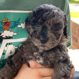 Cockapoo Puppies from Oak and Magnolia