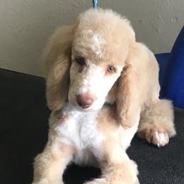 Poodles from Studmuffin Services