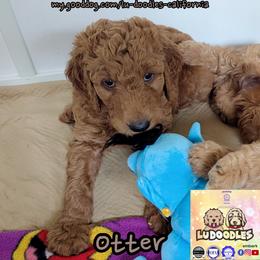 Otter - Apricot male Goldendoodle puppy in Santa Cruz, California from Lu Doodles