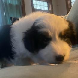 Cedar - Black tri-color male Australian Shepherd puppy in Martha’s Vineyard, Massachusetts from Cranberry Hill Aussies