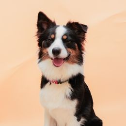 Dory - Australian Shepherd