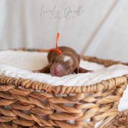 Orange Collar Boy - Red male Australian Labradoodle puppy in Thousand Oaks, California from Lovely Doodle Lane