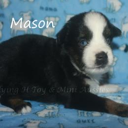 Mason - Black tri male Toy Australian Shepherd puppy in Godley, Texas from Flying H Toy and Mini Aussies