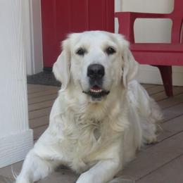 Bella - Golden Retriever