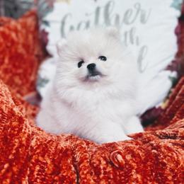 Windsor - White male Pomeranian puppy in Charlotte, North Carolina from Kouture Pomeranians