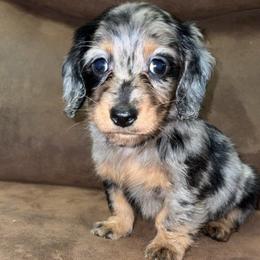 Loretta - Dapple female Dachshund puppy in Goldthwaite, Texas from Mini Mama Dachshunds