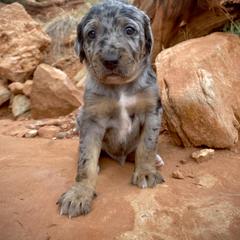 Aussiedoodle and Leopardoodle Puppies from A Puppy Crush