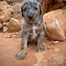 Aussiedoodle and Leopardoodle Puppies from A Puppy Crush