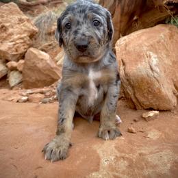 Aussiedoodle and Leopardoodle Puppies from A Puppy Crush