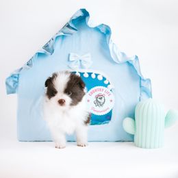 Pomeranian Puppies from Country Life Pomeranians