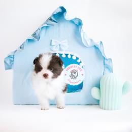 Pomeranian Puppies from Country Life Pomeranians