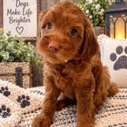 Summer - White Collar - Red  female Goldendoodle puppy in Huntsville, Alabama from Falcon Ridge Doodles