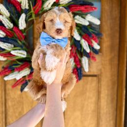Finnegan - Apricot male Goldendoodle puppy in Orangevale, California from Ugly Dad Doodles