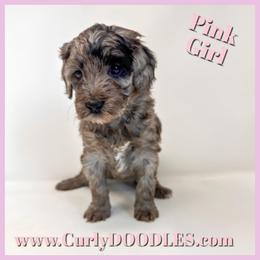 Pink female on hold - Merle female Goldendoodle puppy in Taneytown, Maryland from Curlydoodles