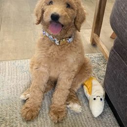 Boy 4 - male Labradoodle puppy in Mission, Texas from Sharyland Pets