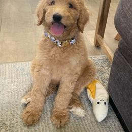 Boy 4 - male Labradoodle puppy in Mission, Texas from Sharyland Pets