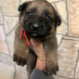 Lucky (red) - Sable male German Shepherd puppy in Boerne, Texas from Sudenblick German Shepherds