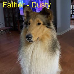 Collies from Colley Collies