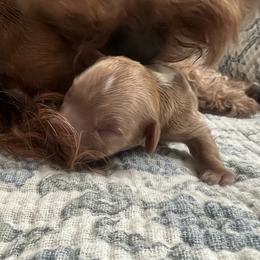 Whiskey - Apricot male Cavapoo puppy in Glendale, Arizona from Dashing Dogs