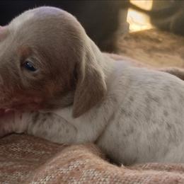 Tara - Fawn (isabella) and cream female Dachshund puppy in Sacramento, California from Family and Farm Friendly Dachshund
