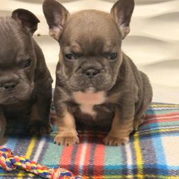 Girl 5 - Blue female French Bulldog puppy in Spanaway, Washington from Frog Faced Frenchies