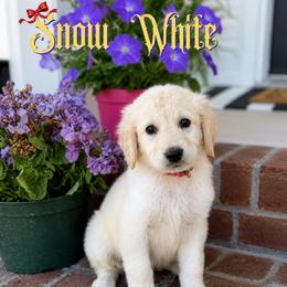 Snow White - Silver female Goldendoodle puppy in Greenville, North Carolina from ENC Goldendoodles