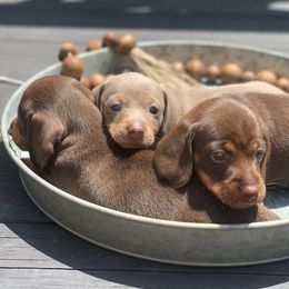 Dachshunds from JB's Farm