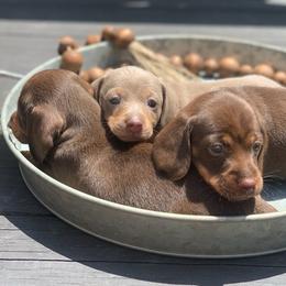 Dachshunds from JB's Farm