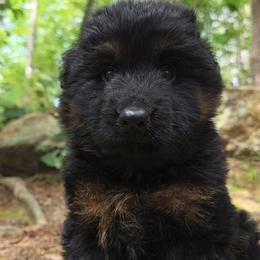 Orange Collar - Male - Black and red male German Shepherd puppy in Charlotte, North Carolina from Zuflucht K9s