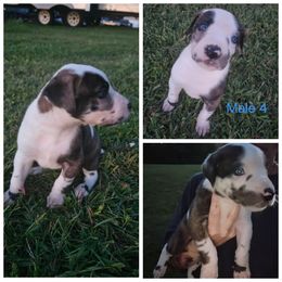 Male 4 - Harlequin male Great Dane puppy in Mayfield, New York from Sacandaga Danes