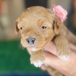 Lady Kluck - Red female Cavapoo puppy in Waldron, Arkansas from Kay’s Cutie Poos
