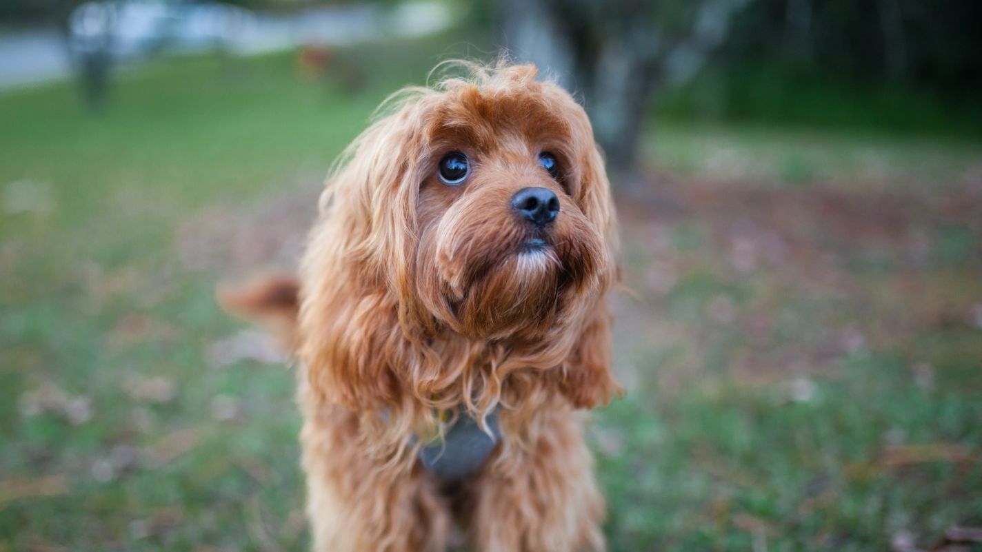 Cavaton