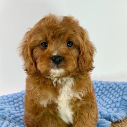 Benny - Red male Cavapoo puppy in Melissa, Texas from Southern Love Cavapoos & Maltipoos