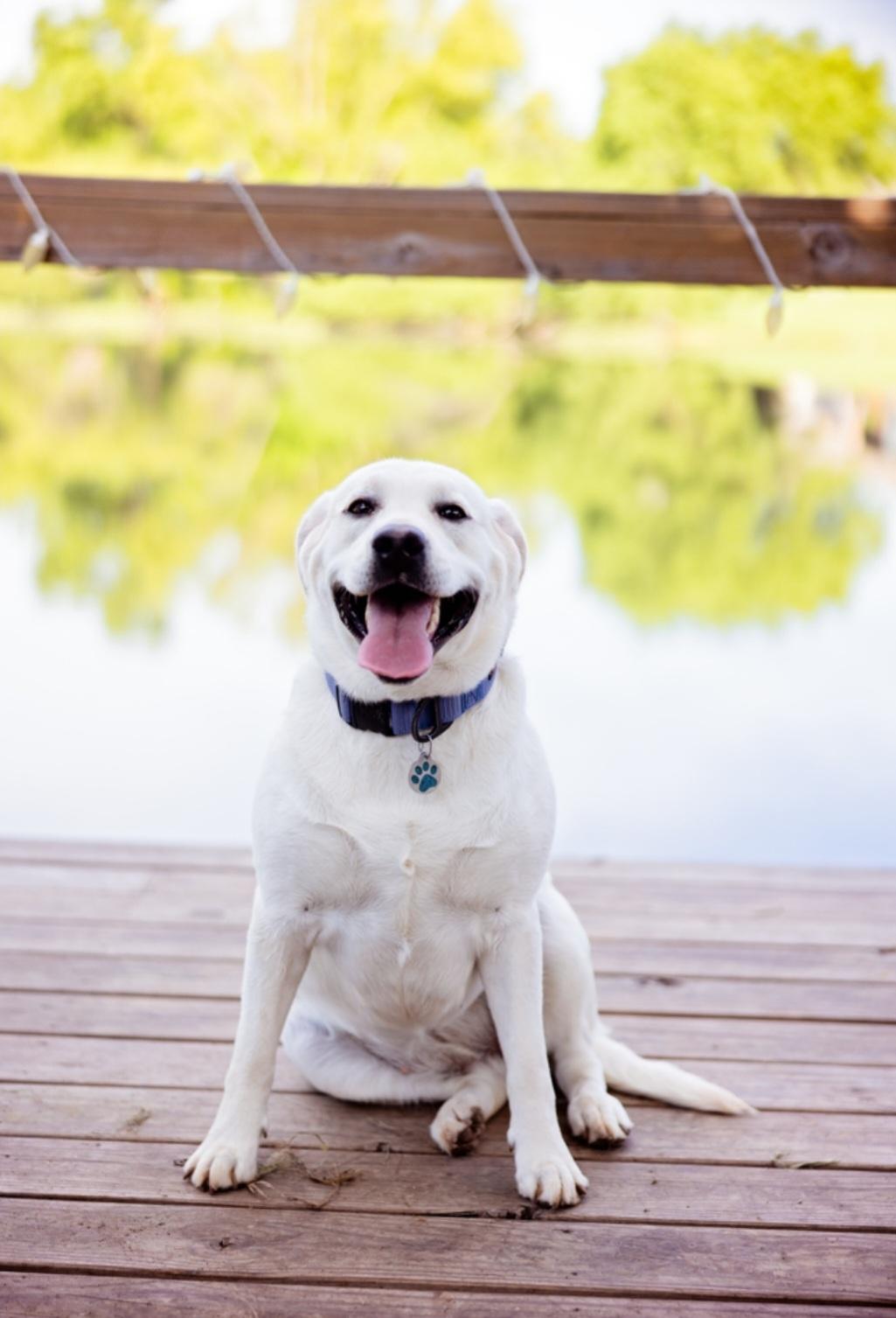 McCreary Highlander Labradors in Texas | Labrador Retriever puppies ...