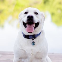 Labrador Retrievers from McCreary Highlander Labradors
