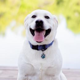 Labrador Retrievers from McCreary Highlander Labradors