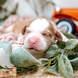 Summit - Caramel male Australian Labradoodle puppy in Decatur, Alabama from Southern Meadows Doodles